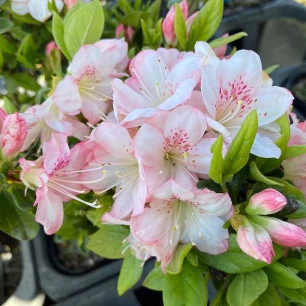 ツツジ 久留米ツツジ 吾妻鏡（アズマカガミ）4号×3株セット｜花木10-AK