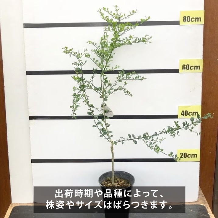 こるふぁーむ フィンガーライム 5号 アルストンビル(代引き不可)|柑橘|果樹10-CO