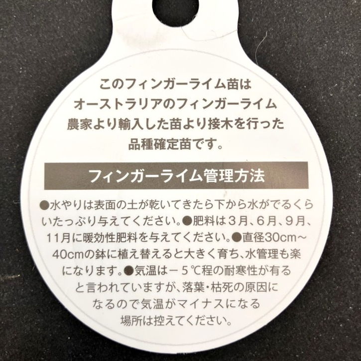 こるふぁーむ フィンガーライム 5号 アルストンビル(代引き不可)|柑橘|果樹10-CO
