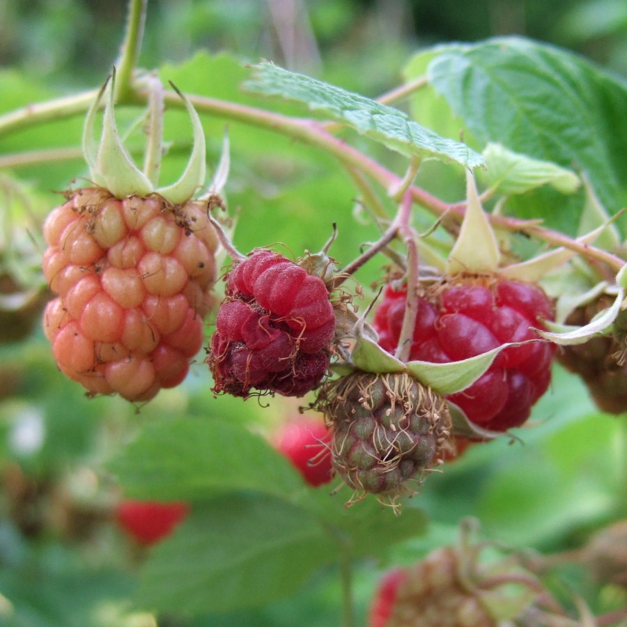 初心者でも簡単に栽培できる果樹 ラズベリー インディアンサマー 6号鉢植え Pa すべての商品 赤塚植物園オンライン 花の音 初心者でも簡単に栽培できる果樹 ラズベリー インディアンサマー 6号鉢植え Pa すべての商品 赤塚植物園オンライン 花の音