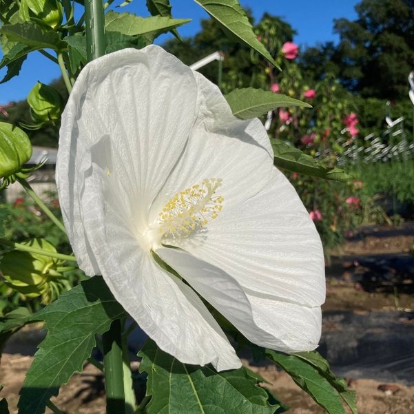 タイタンビカス 3.5号 シルフィード (ショートタイプ)|草花01-D1