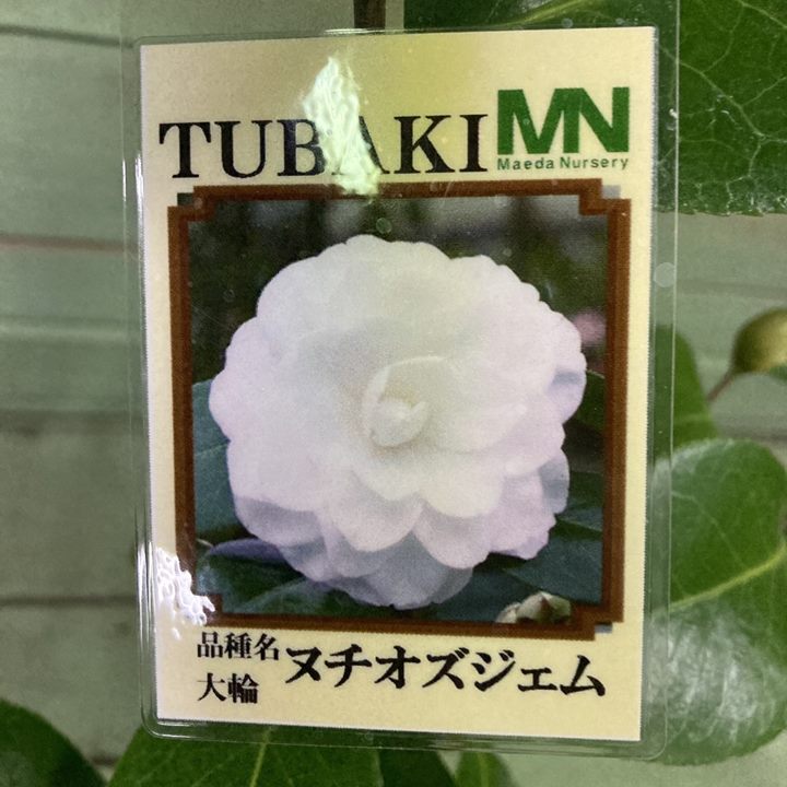 椿 ツバキ 4号 ヌチオズジェム［こだわりの前田ナーセリー苗］｜花木04