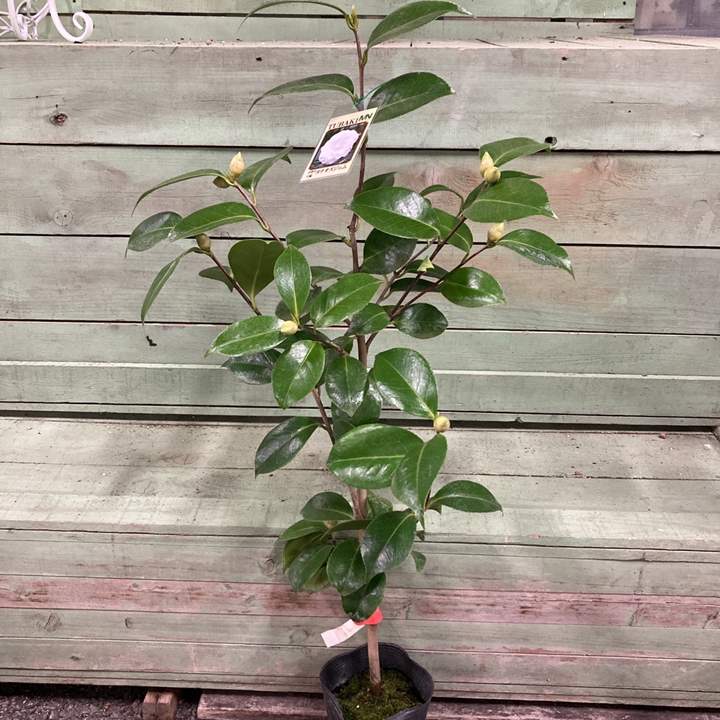 椿 ツバキ 4号 ヌチオズジェム［こだわりの前田ナーセリー苗］｜花木04