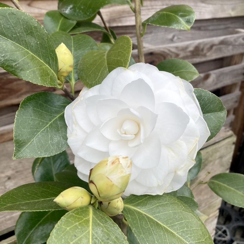 椿 ツバキ 4号 ヌチオズジェム［こだわりの前田ナーセリー苗］｜花木04