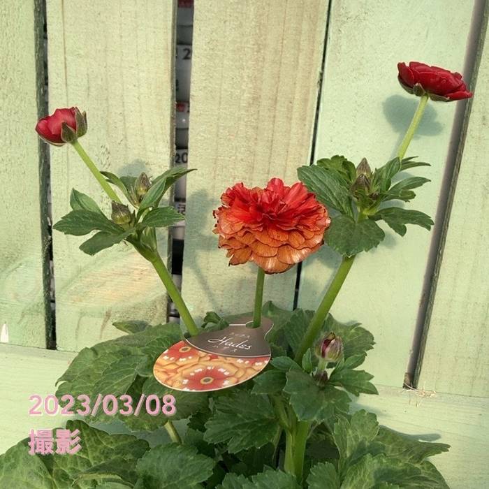 蘭花10 胡蝶蘭中大輪 白 ダイヤモンドスター 5本立ち | 胡蝶蘭なら