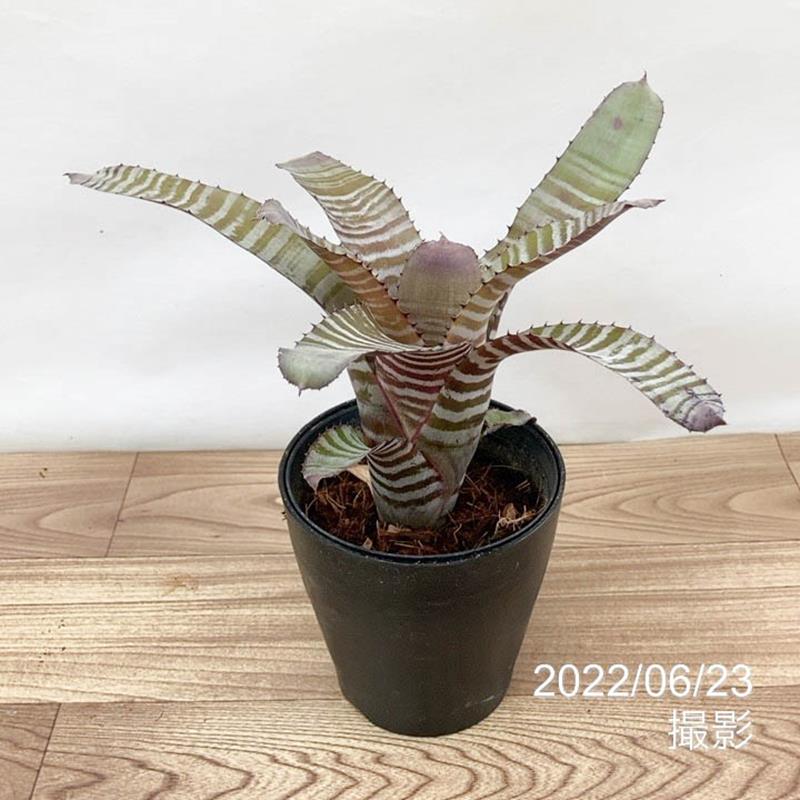 エクメア チャンティニー Aechmea chantinii hybrid ハイブリッド