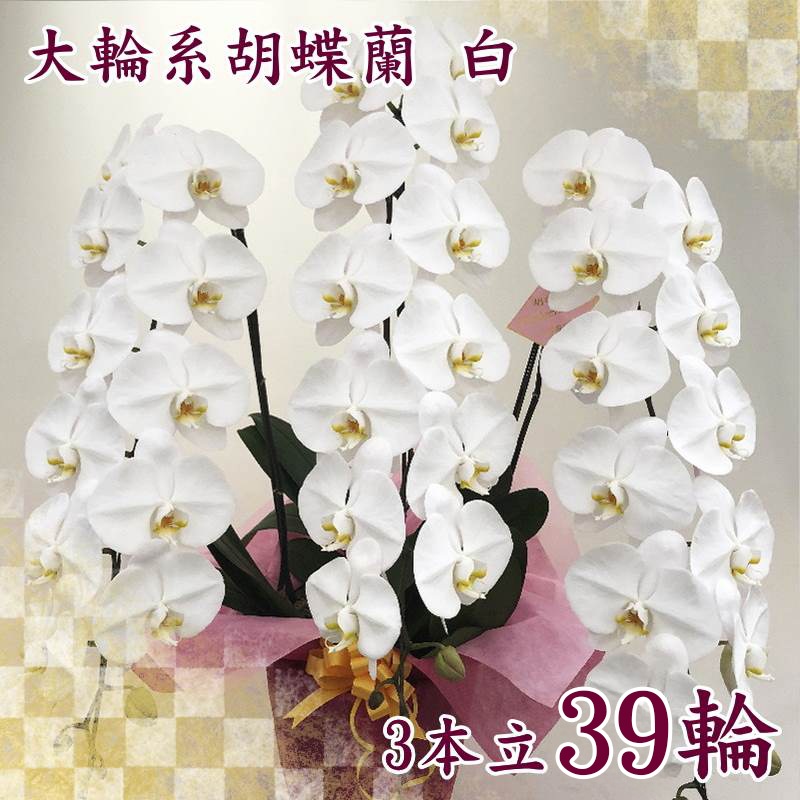 胡蝶蘭の生産では日本一！松浦園芸 大輪系コチョウラン 白 39/55/60輪