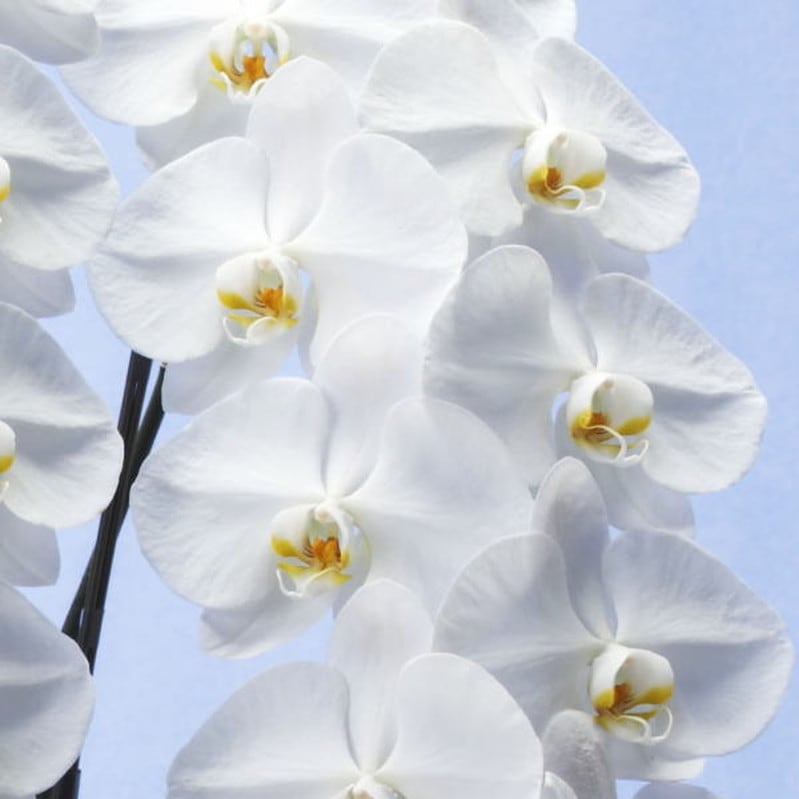 胡蝶蘭の生産では日本一！松浦園芸 大輪系コチョウラン 白 39/55/60輪