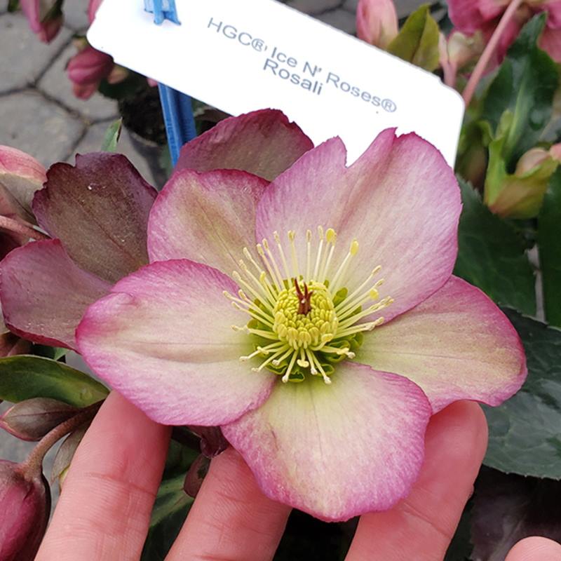 クリスマスローズ 氷の薔薇 6号 ロザリー｜山野04-PA | 草花