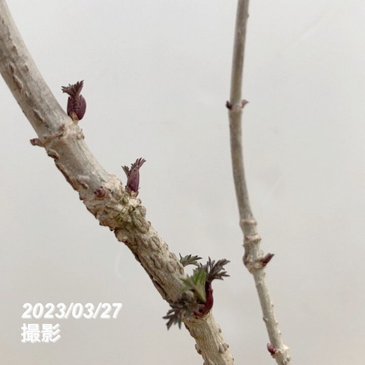 西洋ニワトコ サンブカス ゴールデンタワー 5号充実株|花木10-TU