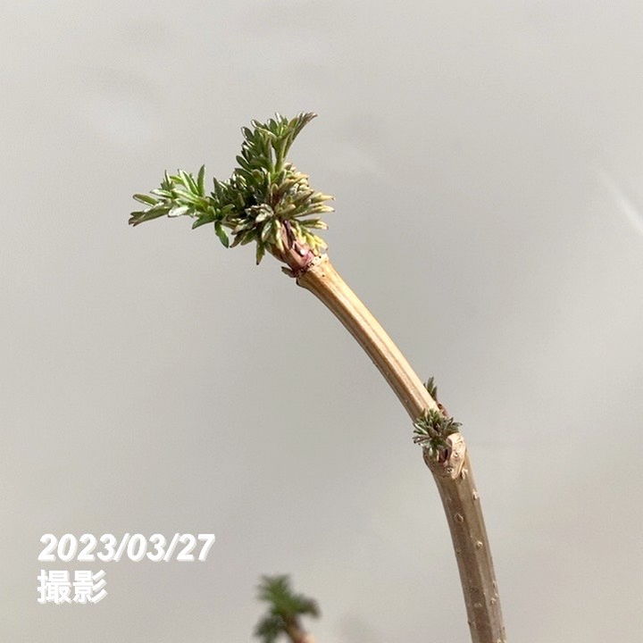 西洋ニワトコ サンブカス ゴールデンタワー 5号充実株|花木10-TU