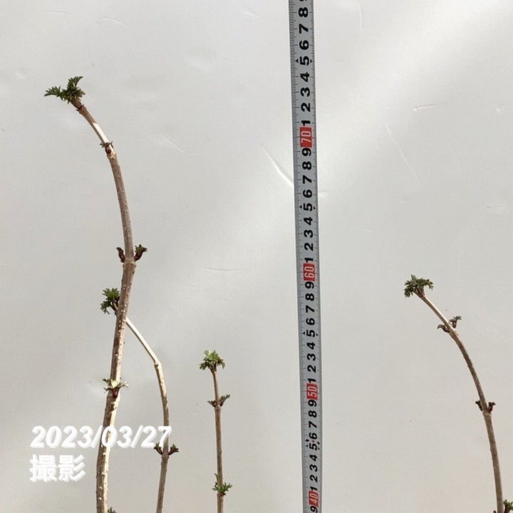 西洋ニワトコ サンブカス ゴールデンタワー 5号充実株|花木10-TU