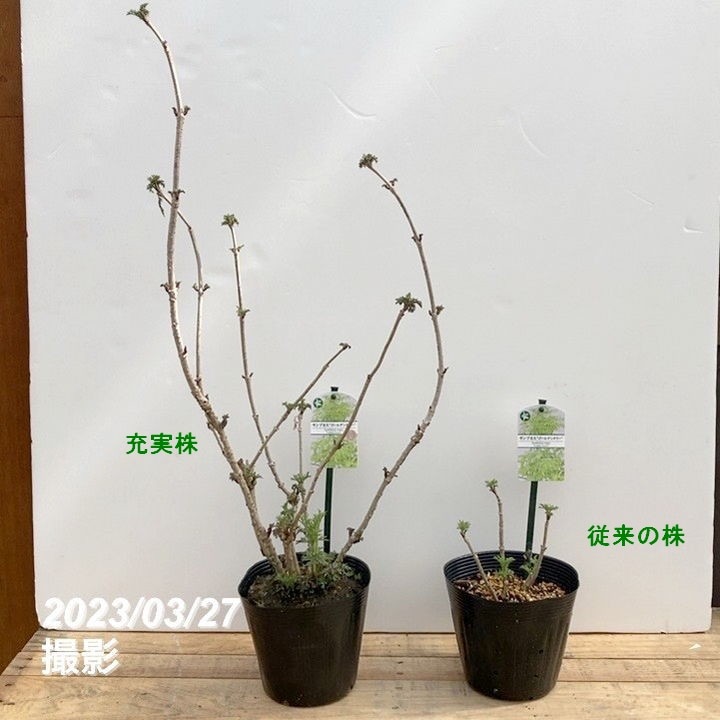 西洋ニワトコ サンブカス ゴールデンタワー 5号充実株|花木10-TU