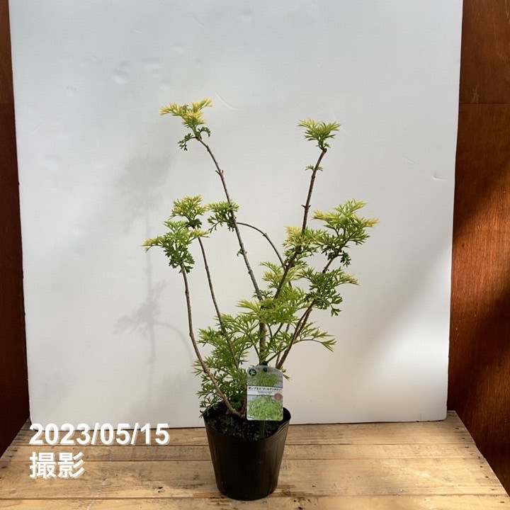 西洋ニワトコ サンブカス ゴールデンタワー 5号充実株|花木10-TU