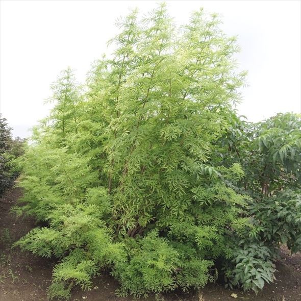 西洋ニワトコ サンブカス ゴールデンタワー 5号充実株|花木10-TU