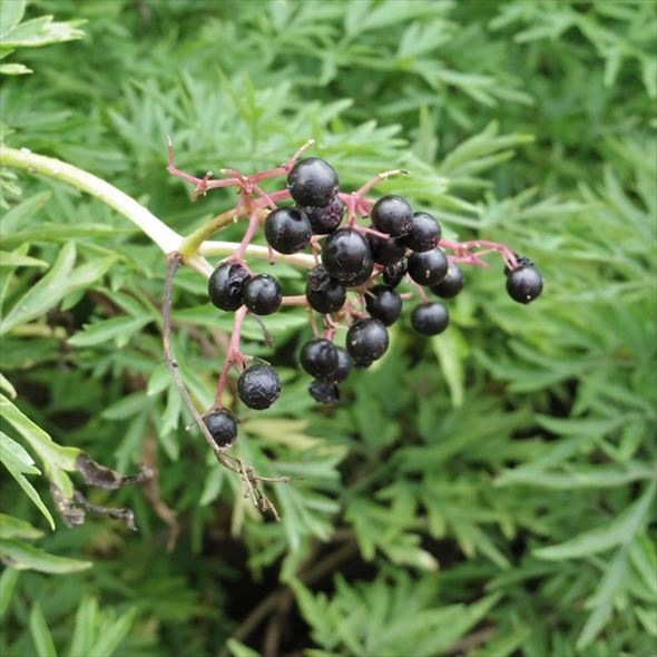 西洋ニワトコ サンブカス ゴールデンタワー 5号充実株|花木10-TU