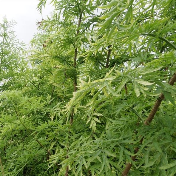 西洋ニワトコ サンブカス ゴールデンタワー 5号充実株|花木10-TU