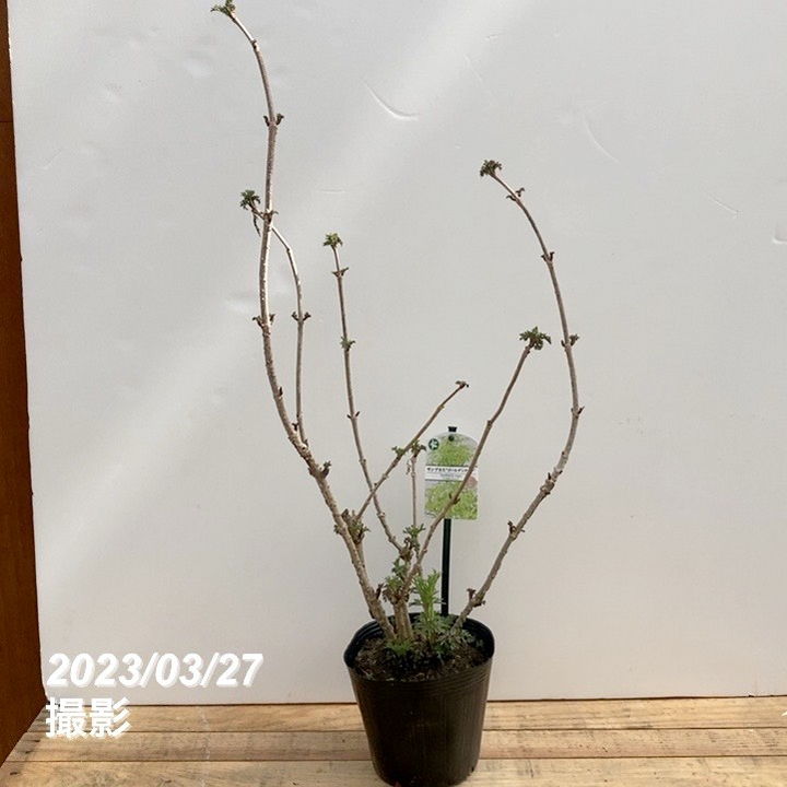 西洋ニワトコ サンブカス ゴールデンタワー 5号充実株|花木10-TU