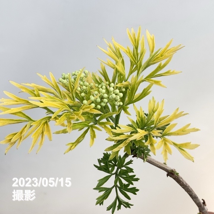 西木【プロフ必読】様 落葉低木・サンブカス 『ブラックレース』 和名『西洋ニワトコ