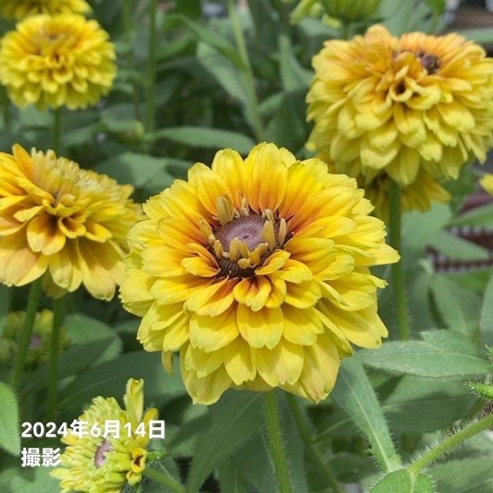 PW ルドベキア アーバンサファリ サバンナサンセット 3.5号×2株セット