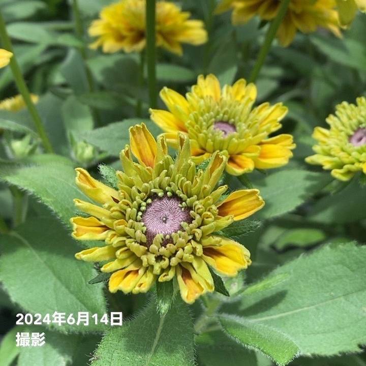 PW ルドベキア アーバンサファリ サバンナサンセット 3.5号×2株セット