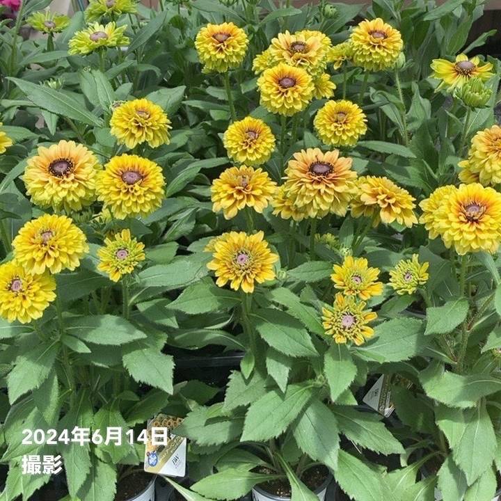 PW ルドベキア アーバンサファリ サバンナサンセット 3.5号×2株セット