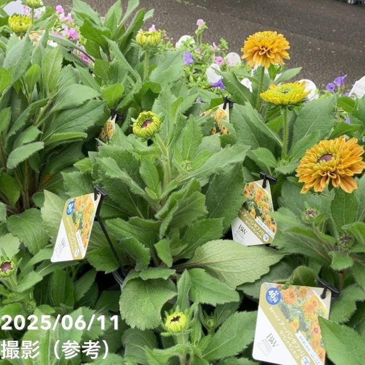 草花 PW ルドベキア アーバンサファリ サバンナサンセット 3.5号×2株セット