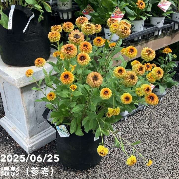 PW ルドベキア アーバンサファリ サバンナサンセット 3.5号×2株セット