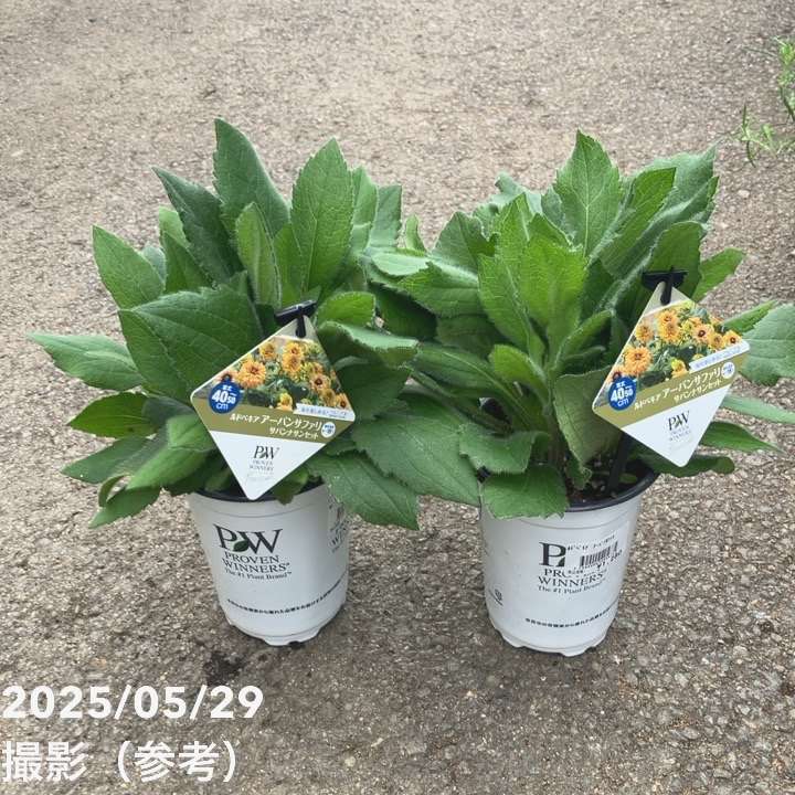 PW ルドベキア アーバンサファリ サバンナサンセット 3.5号×2株セット