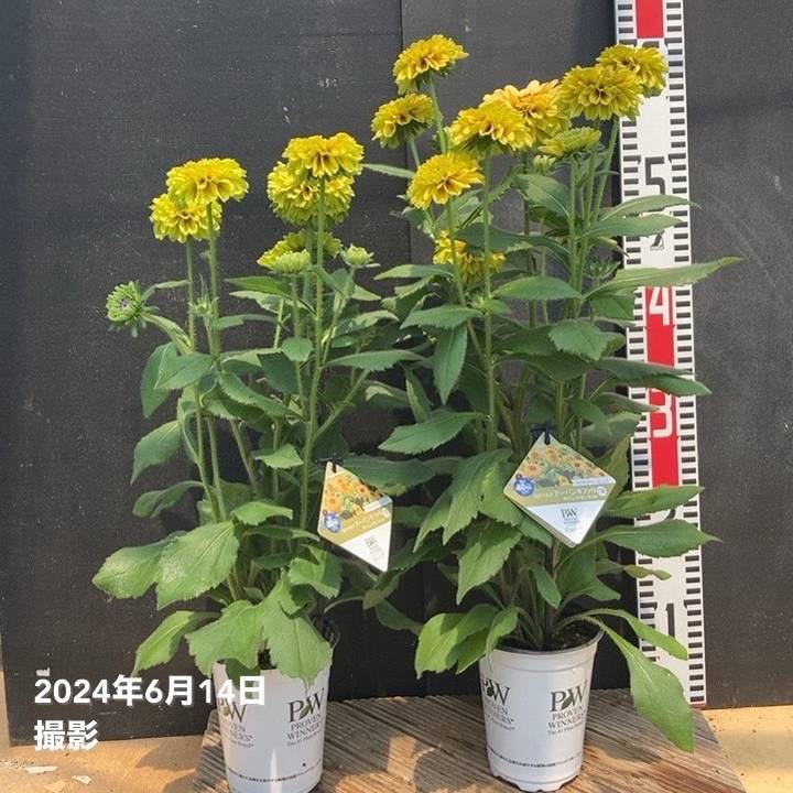 PW ルドベキア アーバンサファリ サバンナサンセット 3.5号×2株セット