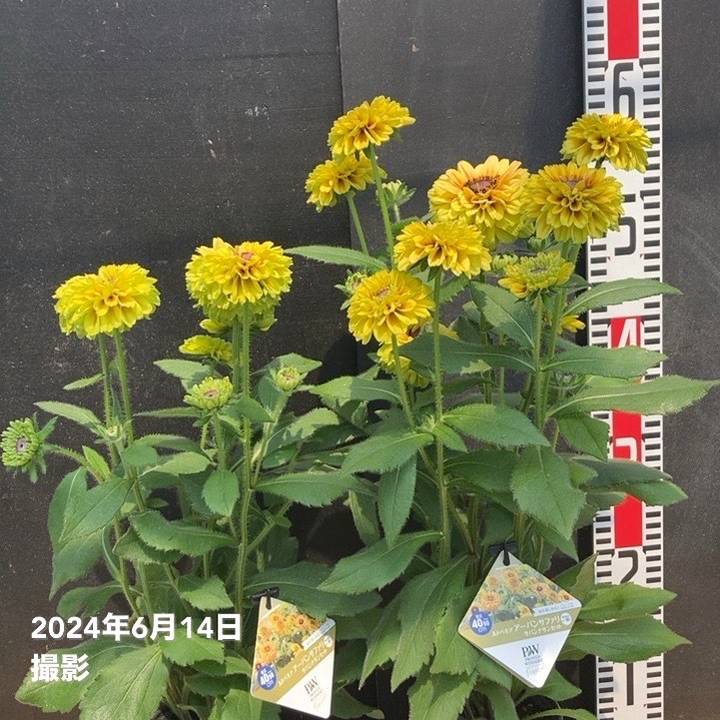 花ページ PW スーパーチュニア ラズベリーチーズ 3.5号×3株セット｜草花04-PA