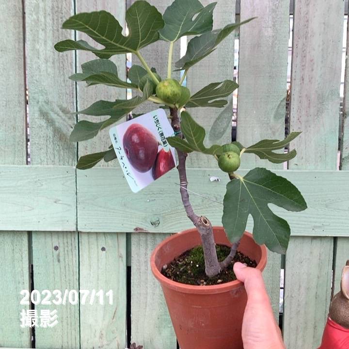 実付き＞イチジク アーチペル 5号｜果樹04-PA | 果樹,イチジク | 赤塚