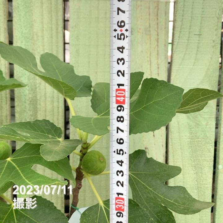 イチジク　5品種セット 楽天市場】イチジク 苗 【イチジク よくばり4品種セット その1