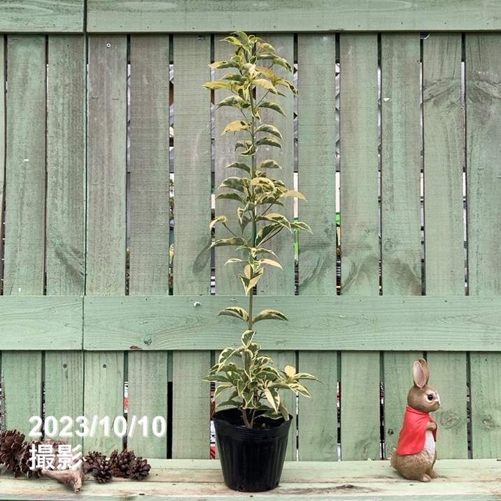 斑入りヤマボウシ 5号｜花木04-PA | 花木・庭木 | 赤塚植物園