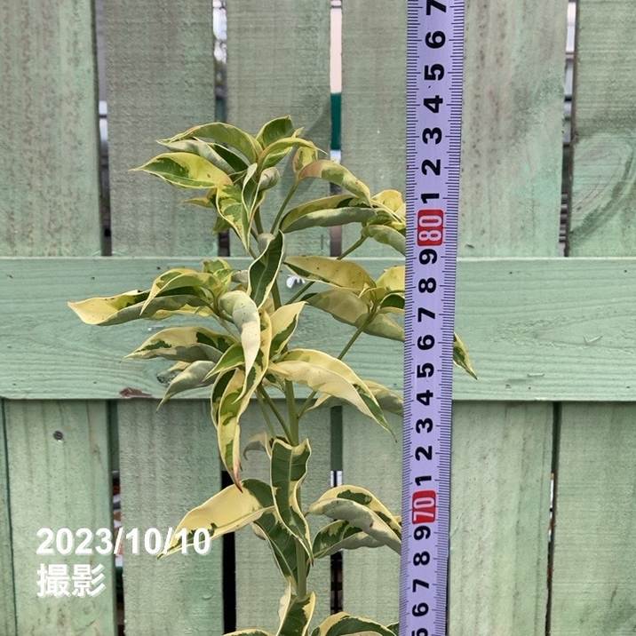 斑入りヤマボウシ 5号｜花木04-PA | 花木・庭木 | 赤塚植物園