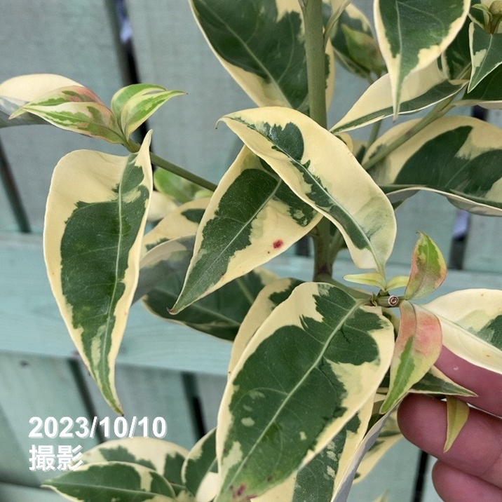 葉模様　鼈甲　約15cm 鼈甲 簪 螺鈿蒔絵 吉祥文様 (菊・水仙・竹・牡丹) 波型 かんざし