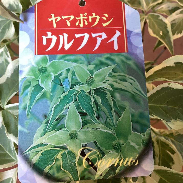 斑入りヤマボウシ 5号｜花木04-PA | 花木・庭木 | 赤塚植物園