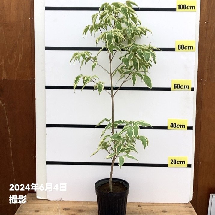 斑入りヤマボウシ 5号｜花木04-PA | 花木・庭木 | 赤塚植物園
