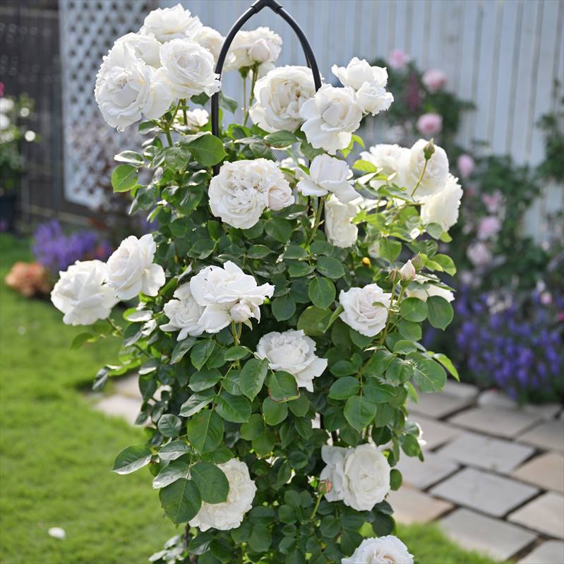 バラ 7種 長尺苗 白いアーチ