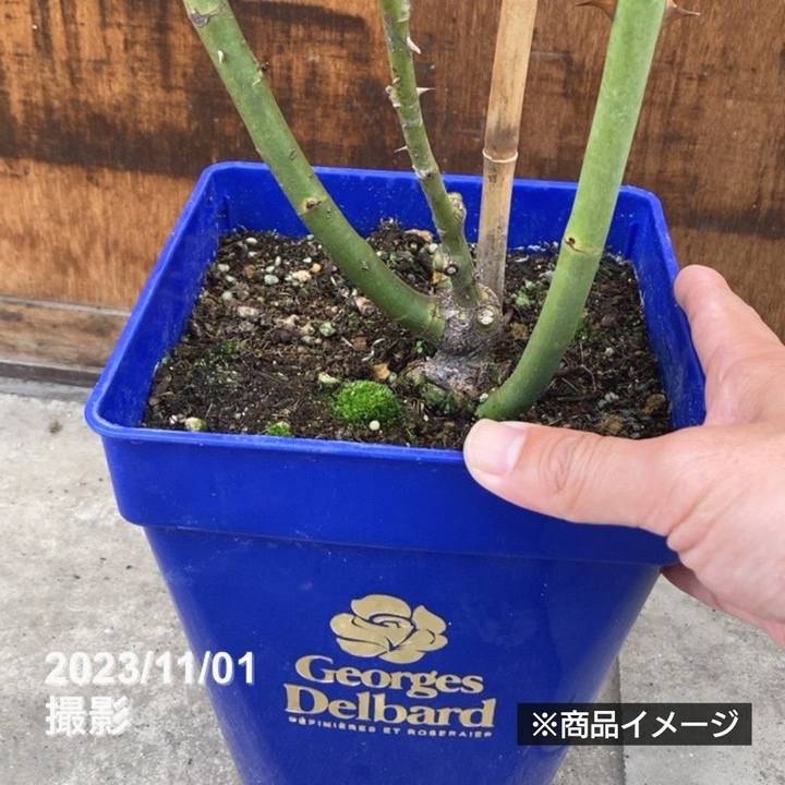 充実の長尺バラ パブロワ 7号 Delbard デルバール｜s200｜花木04-PA