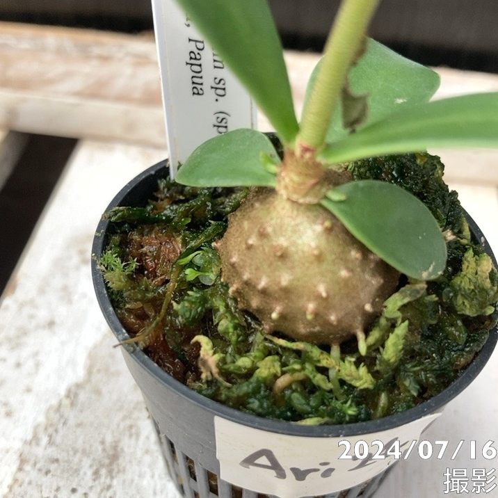 現品お届け】アリ植物 ヒドノフィツム Hydnophytum sp.（spiny