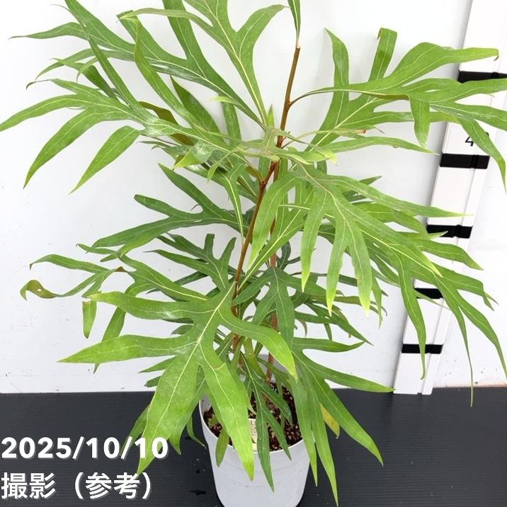 グレビレア バイレアナ 5号|花木10-TU