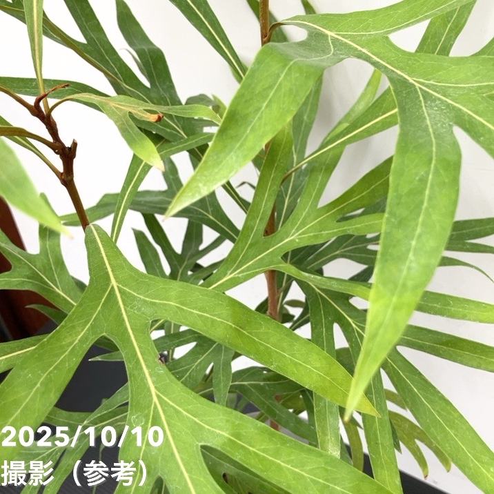 グレビレア バイレアナ 5号|花木10-TU