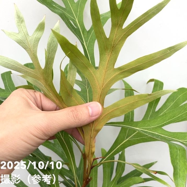 人気のオージープランツ♪　グレビレア　ベイリアナ　ゴールド グレビレア ゴールド バイレヤナ 苗 オージープランツ ドライ