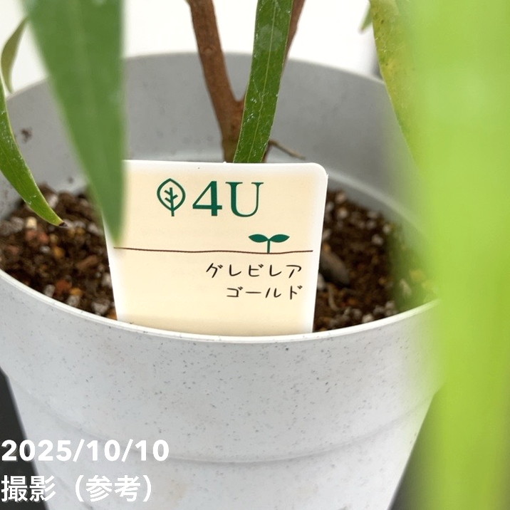 グレビレア バイレアナ 5号|花木10-TU