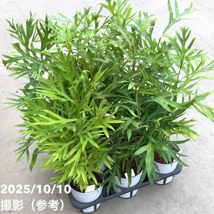 グレビレア バイレアナ 5号|花木10-TU