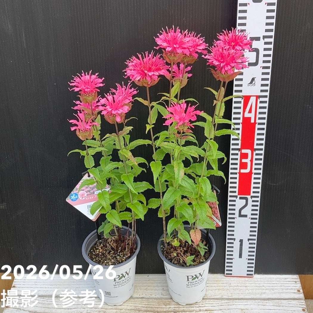 PW モナルダ フォーグ ローズ 11cmロングポット×2鉢セット｜草花04-PA