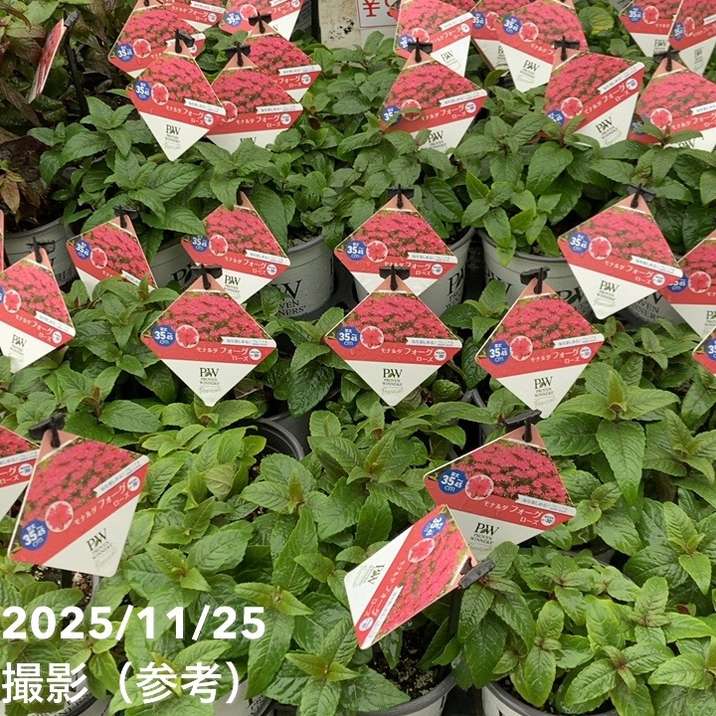 PW モナルダ フォーグ ローズ 11cmロングポット×2鉢セット｜草花04-PA
