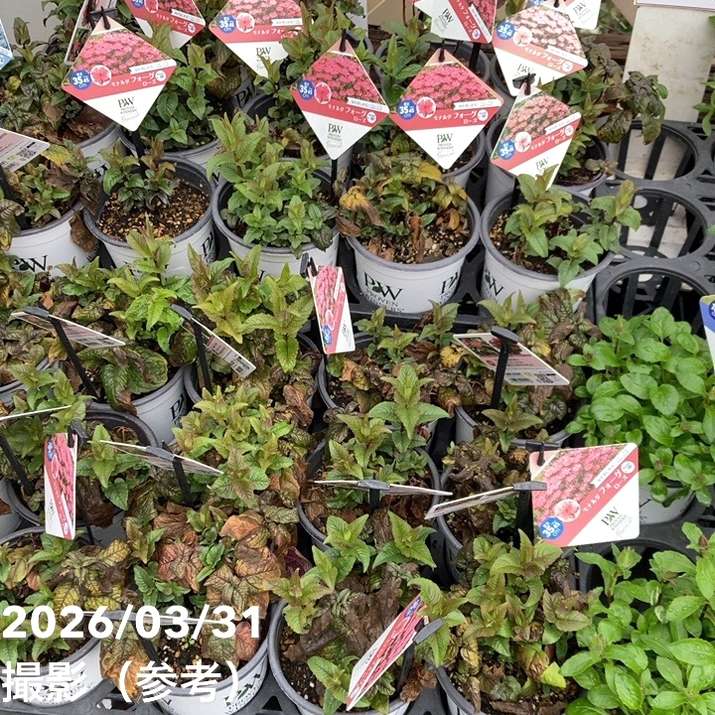 PW モナルダ フォーグ ローズ 11cmロングポット×2鉢セット｜草花04-PA
