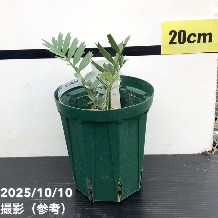 エンセファラルトス・ホリダス / 南アフリカ産 ヒメオニソテツ 美個体 極希少 現品 絶滅種 ヒメオニソテツ エンセファラルトス ホリダス